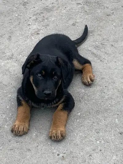 2 months old
