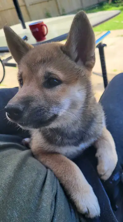 Shiba Inu puppies looking for a good home! , View more