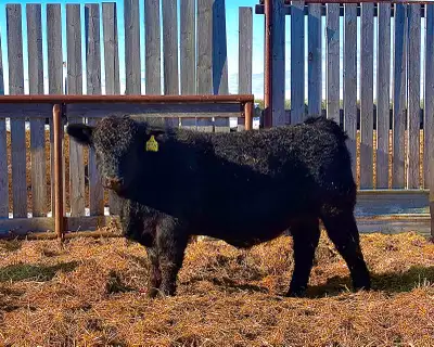 Bull For Sale, View more