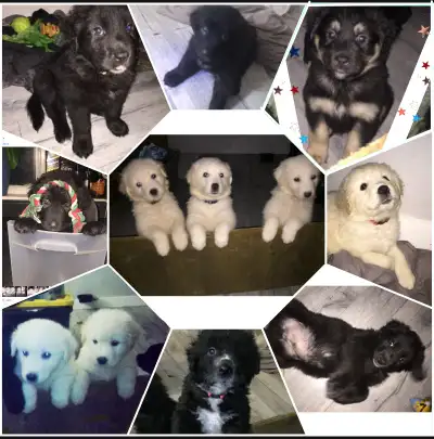 Australian Shepherd/Great Pyrenees/Lab Puppies, View more