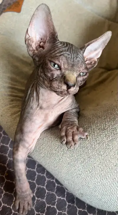 Female Sphynx Kitten - Black Tabby, View more