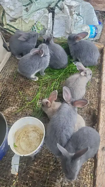 Baby Standard Chinchilla Mix Rabbits , View more