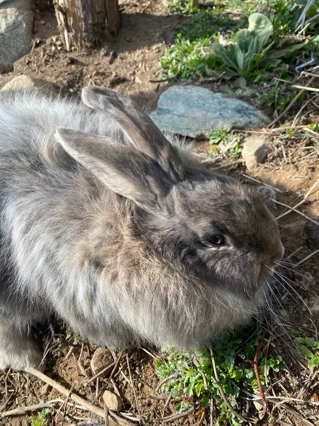 Angora Rabbits  in Small Animals for Rehoming in Penticton - Image 2