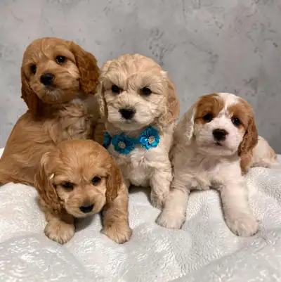 (((( ONLY FEMALE # 3 IS AVAILABLE ))))) 3 females and one male are available They had their first se...