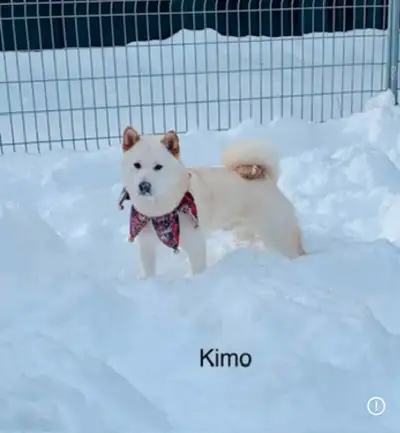 Bonjour !! Nous avons présentement plusieurs shiba inu blanc de disponible!! Mâles ainsi que femelle...