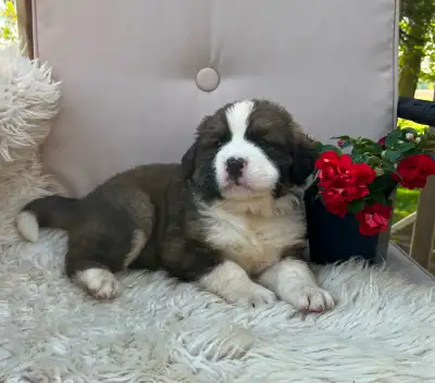 Gorgeous Bernese Mountain Dog/Saint Bernard puppies ❤️, View more