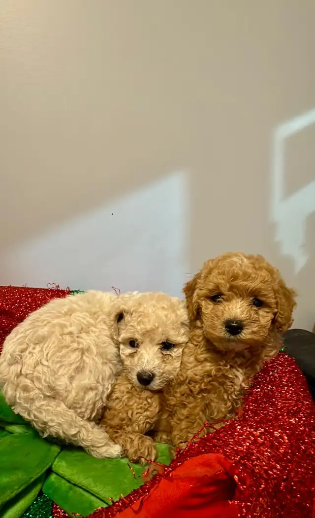 Havashan puppy in Dogs & Puppies for Rehoming in Abbotsford - Image 5