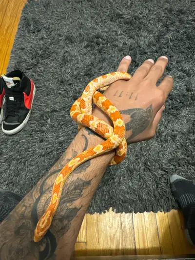 Corn Snake, View more