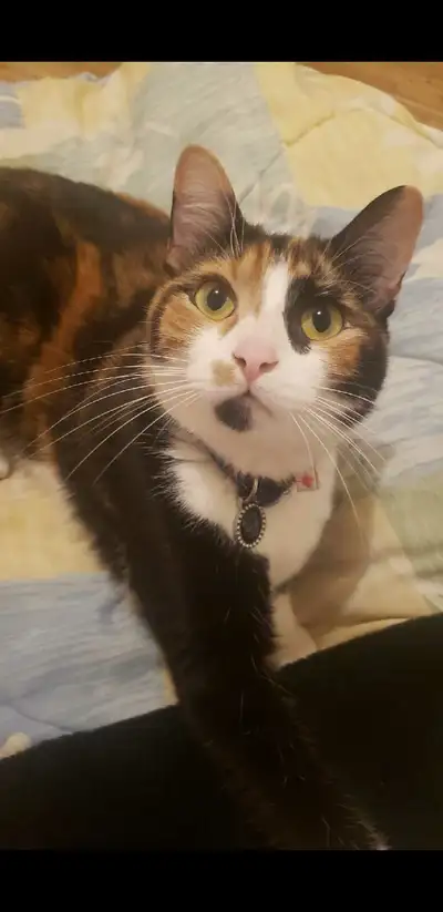 Hi everyone, This is Yuzu – a super sweet, talkative cat looking for a loving new home. She’s very a...