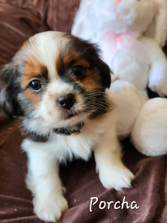 SHORKIE PUPPIES in Dogs & Puppies for Rehoming in Saskatoon - Image 2