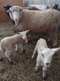 Ewes With Twin Lambs
