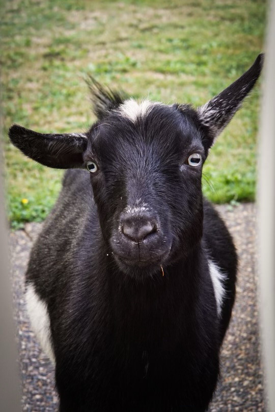 Nigerian Dwarf Goats in Equestrian & Livestock Accessories in Abbotsford