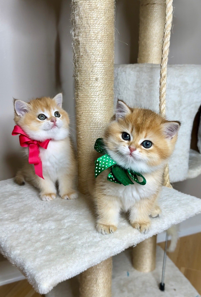 British Shorthair Kittens Golden Chinchilla dans Chats et chatons à adopter  à Ville de Montréal