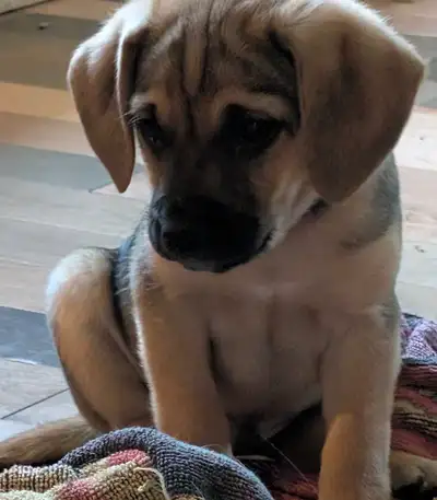 Chiot vermifugés et vacciné Mixte schnug beagle Prêt maintenant 1 mâle restant Habitué avec autres c...