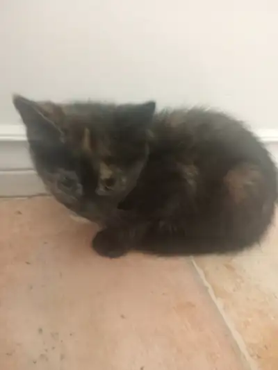 Kitten 9 weeks old, View more