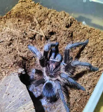 Red island bird eater / Phormictopus atrichomatus tarantula, Is a beautiful species that would make...