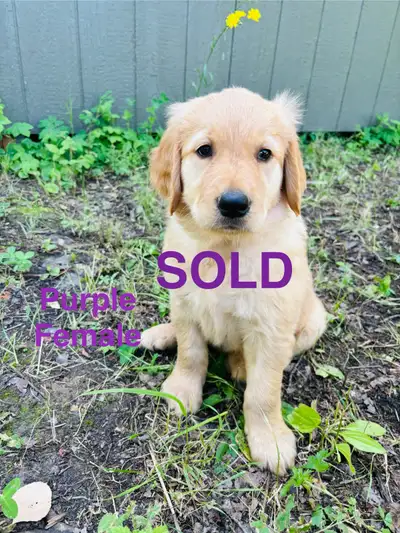 Golden Retriever Puppies (SOLD), View more