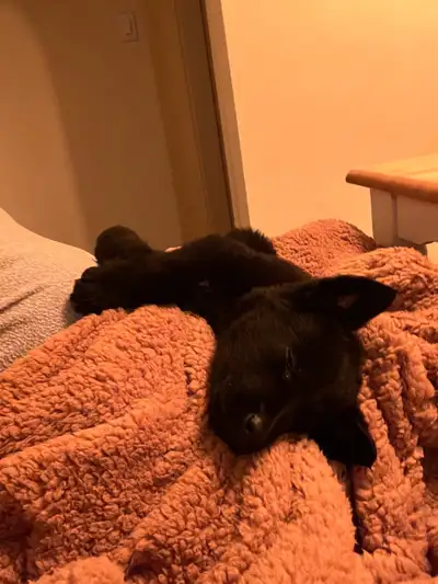 One left, female! Black Shepherd-Lab Pups, View more