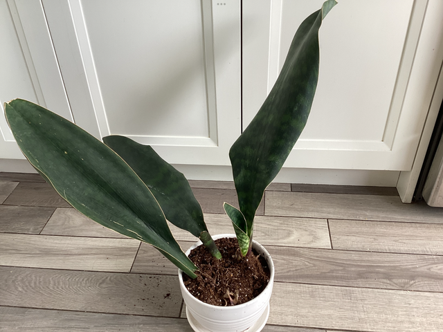House Plants595974660010158085