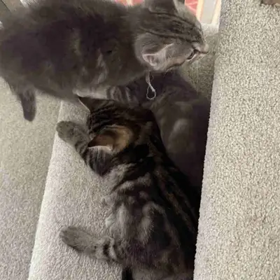 3 kittens $350, View more