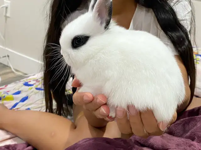 Netherland dwarf baby bunny in Small Animals for Rehoming in Delta/Surrey/Langley - Image 3