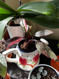 Philodendron Pink Princesse 