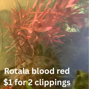 This is a rare aquarium plant and it is one easiest red plants to grow. I will trade.