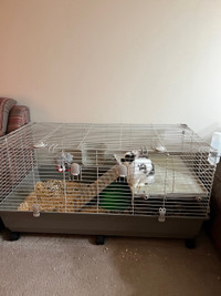 Bunny with cage 