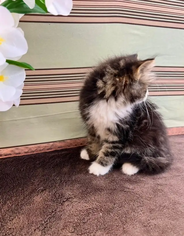 Vetted Maine Coon Girl in Cats & Kittens for Rehoming in Oakville / Halton Region - Image 11