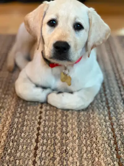 Female Purebred Yellow Labrador, View more