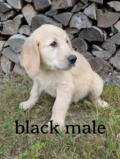 Golden Retriever Puppies, View more