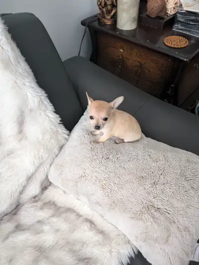 1 Chihuahua pure femelle disponible pour sa nouvelle maison le 11 mars 2025. Appeler moi pour réserv...