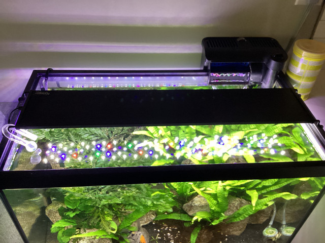 20 gallon aquarium  in Accessories in Barrie - Image 2