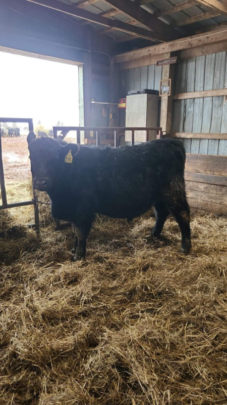 Purebred Angus Bull For Sale in Livestock in Summerside - Image 3