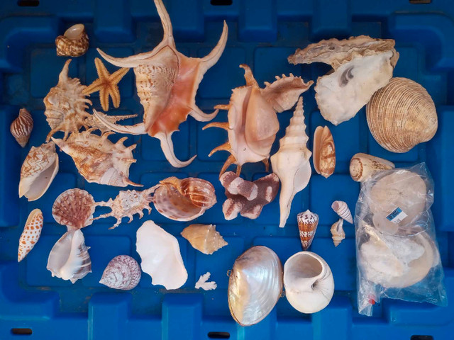 Sea Shells in Arts & Collectibles in Vanderhoof