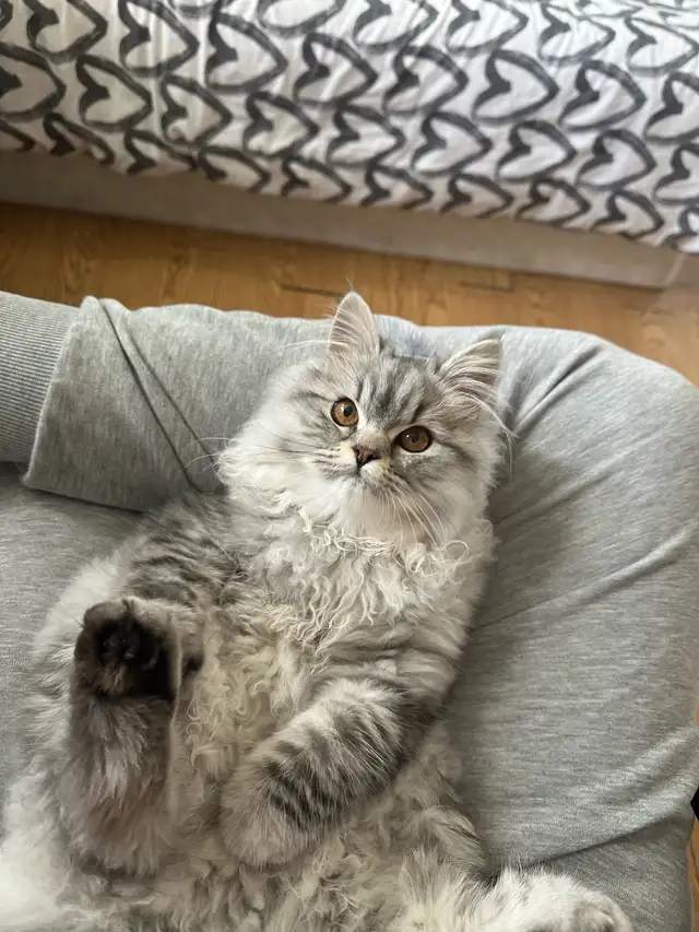 ragdoll and Himalayan cat for cell