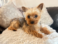 Yorkshire Terrier 1 yr old