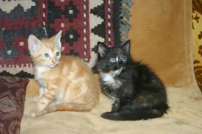 Two wonderful kittens, View more