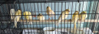 Baby Canaries $30 each - 6 weeks old - please call to contact