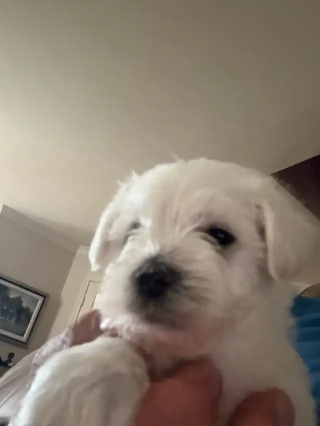 Magnifique Chiot Schnauzer miniature blanc in Dogs & Puppies for Rehoming in Longueuil / South Shore - Image 3