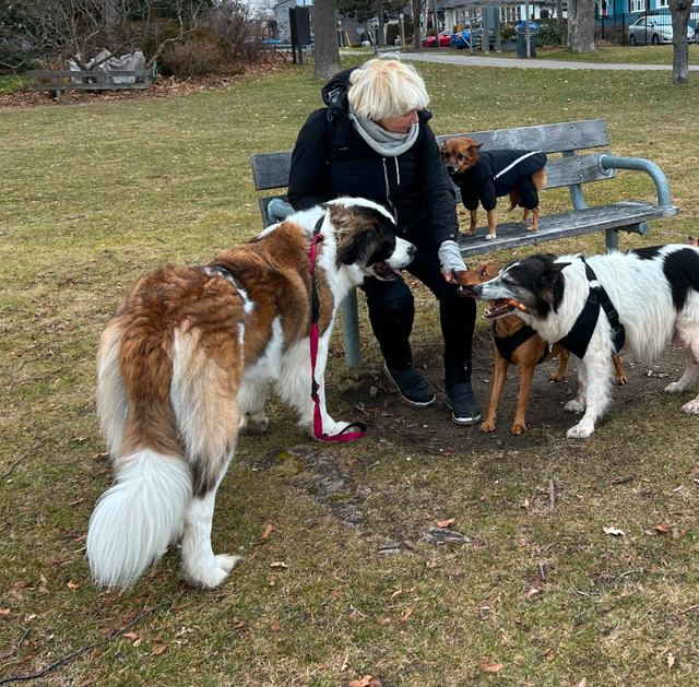 Dog  Walk dans Services pour animaux  à Ville de Toronto