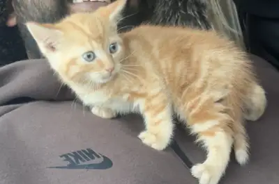 7 WEEKS KITTEN ORANGE TABBY FOR SALE, View more
