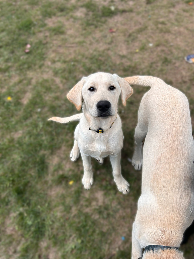 2 Male Lab Puppies  in Dogs & Puppies for Rehoming in Petawawa - Image 2