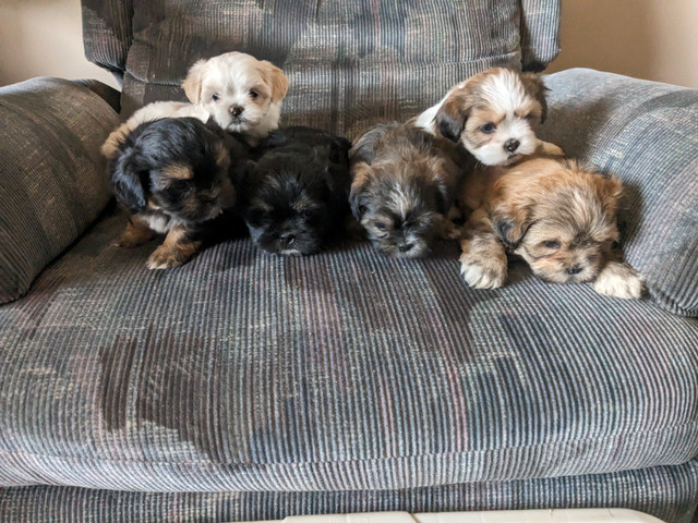 Shorkies Beautiful fur babies ready now for their forever home in Dogs & Puppies for Rehoming in Cole Harbour