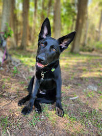Purebred 9 month old female working line shepherd