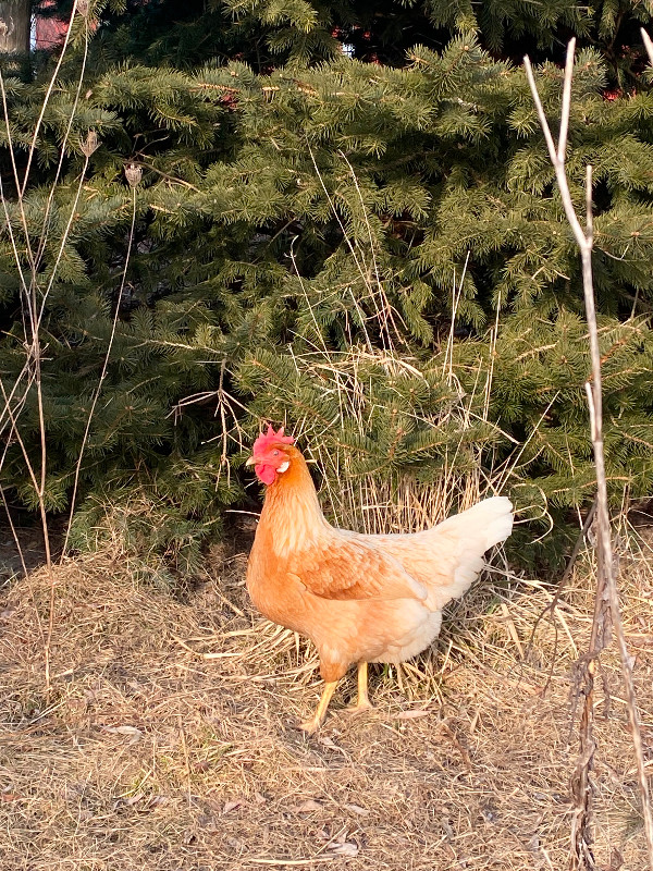 Hatching eggs available in Livestock in Chatham-Kent - Image 2