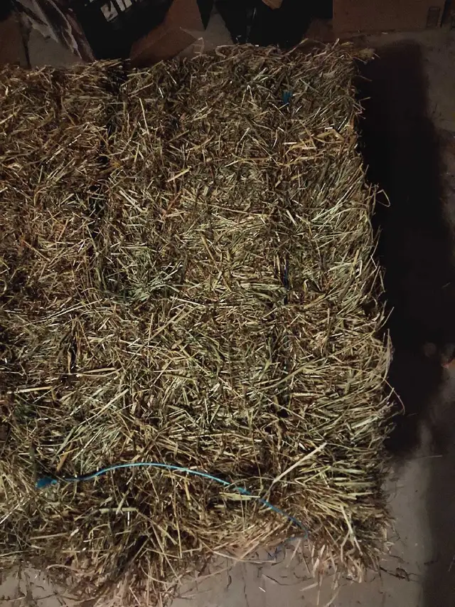 Timothy hay bales