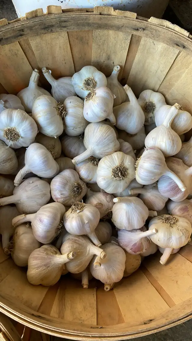 garlic heads or loose garlic cloves/seeds for planting $6/pound in Cayman Islands in Canada - Image 3