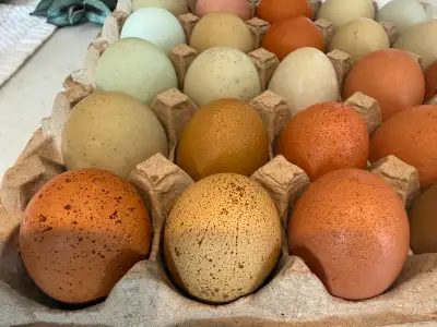 Chicken Hatching eggs, View more