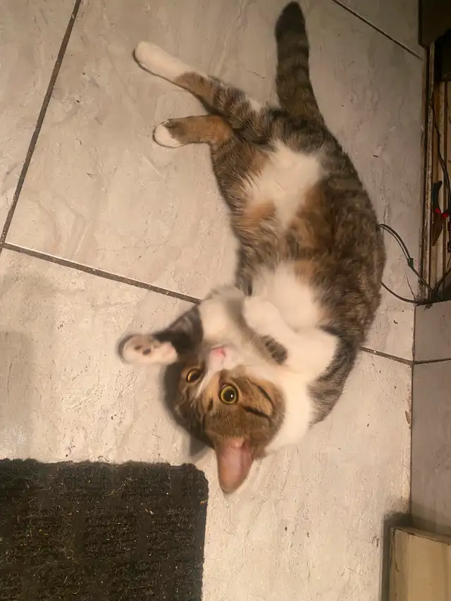 Chat  male in Cats & Kittens for Rehoming in City of Montréal - Image 2